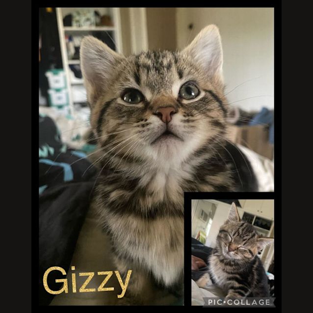Photo of Gizzy