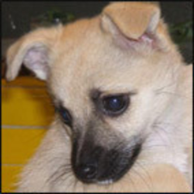 Photo of Brontie