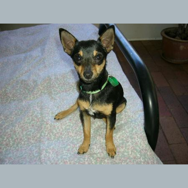 Photo of Chester