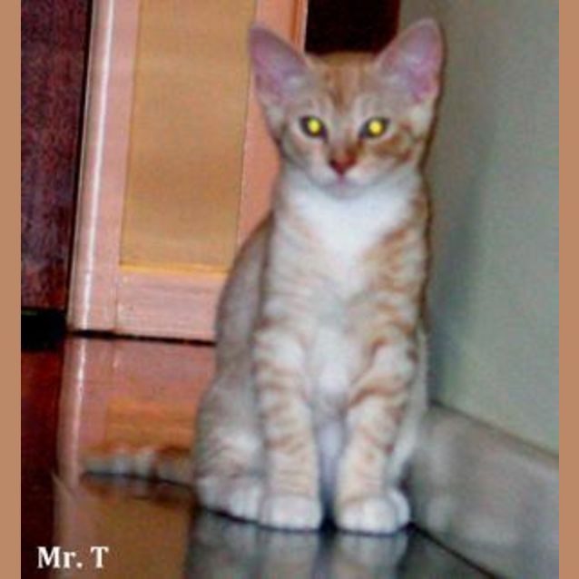 Photo of Mr T