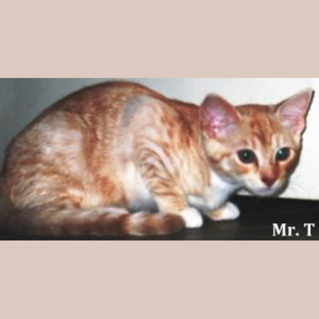 Photo of Mr T
