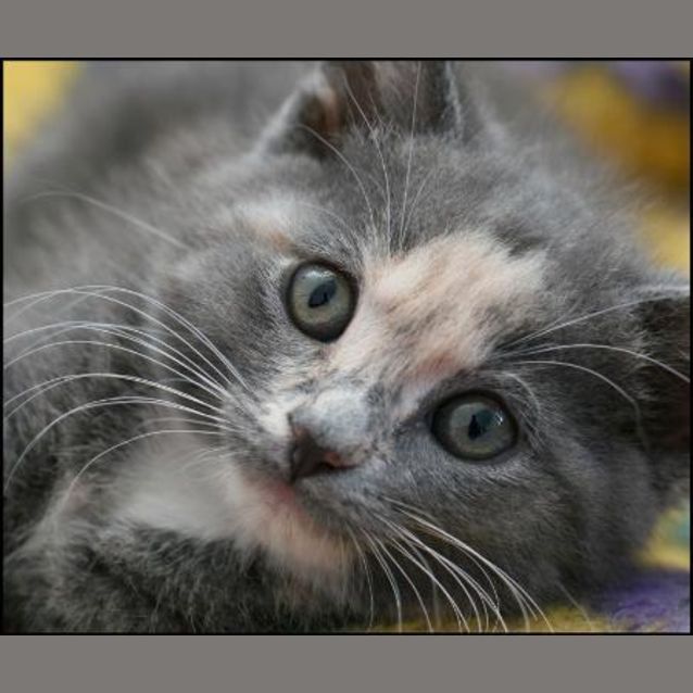 Photo of Sundae