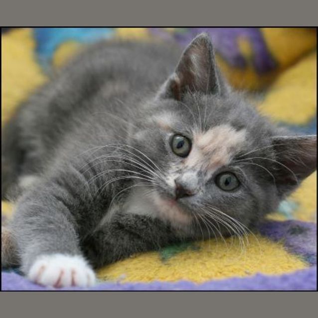 Photo of Sundae