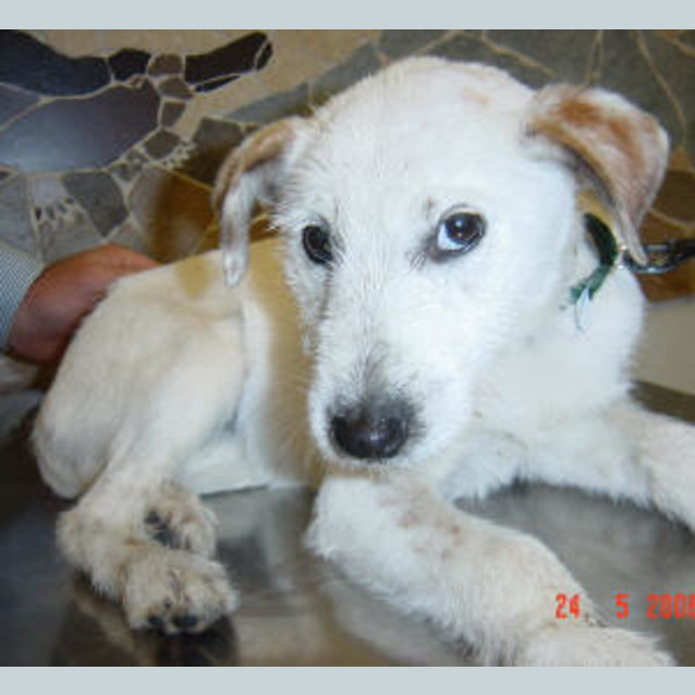 Photo of Snowdrop