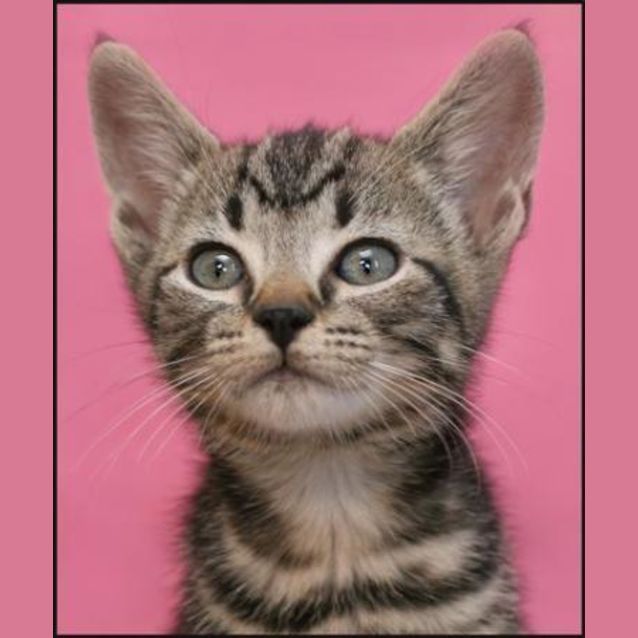 Photo of Donut