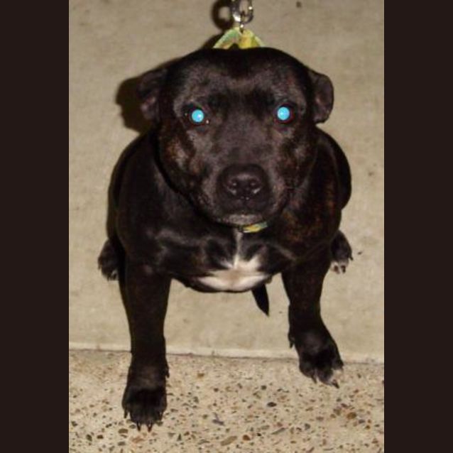 Photo of Gypsy