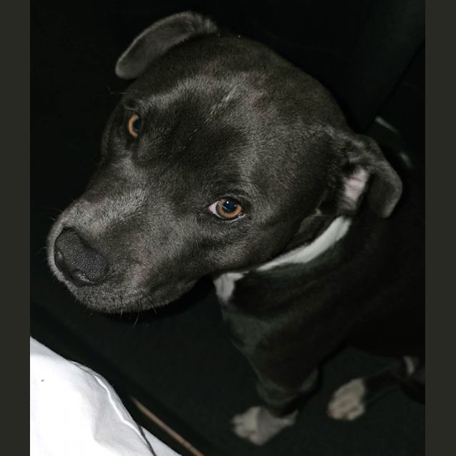 Photo of Blue