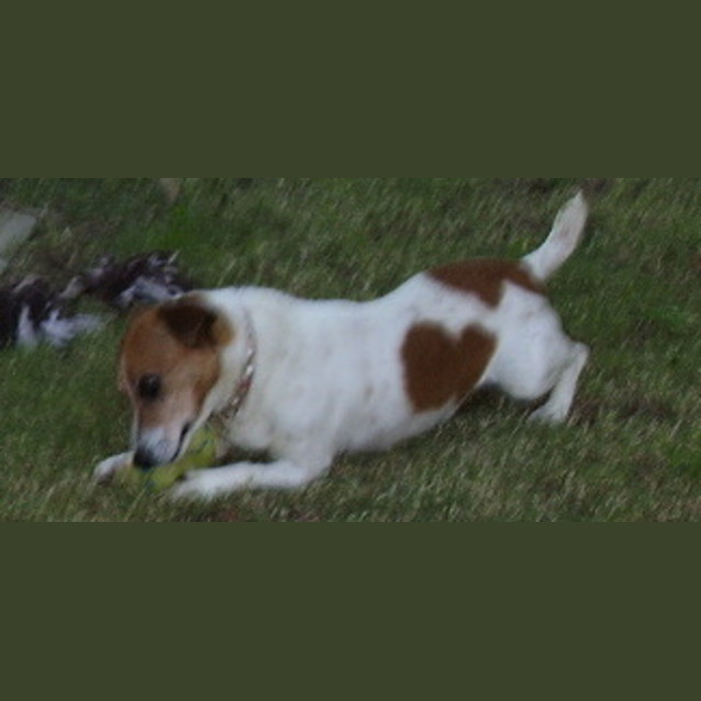 Photo of Penny