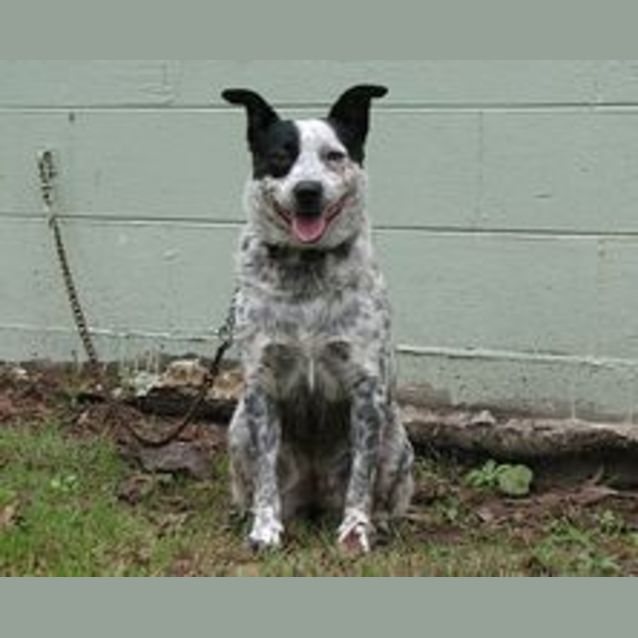 Photo of Olive (Ollie)