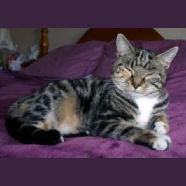 Photo of Pash