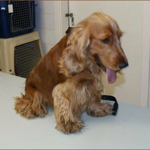 Photo of Alf