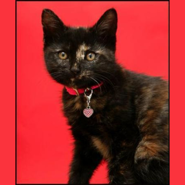 Photo of Evie