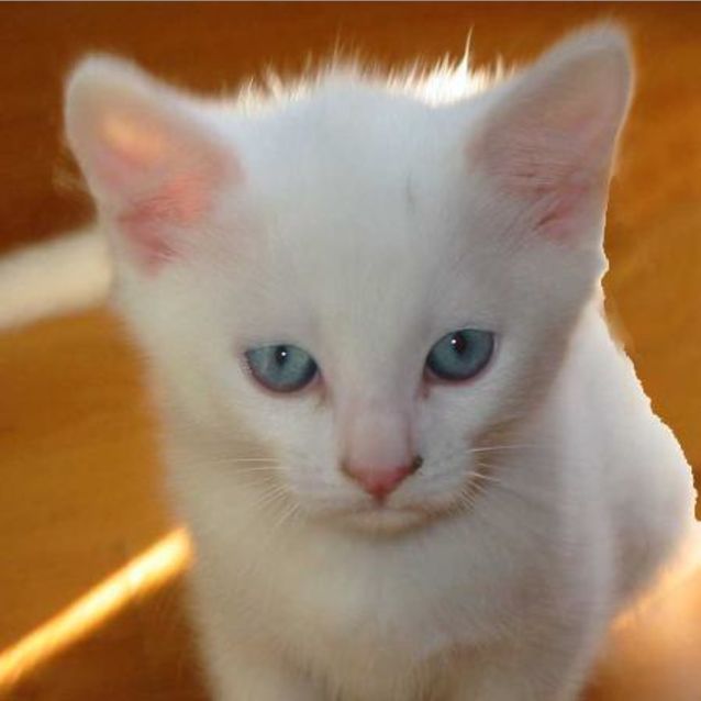 Photo of Snowflake