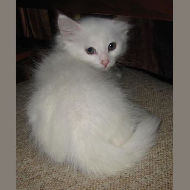 Photo of Snowball