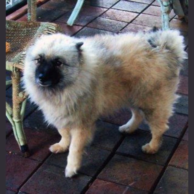 Photo of Benji