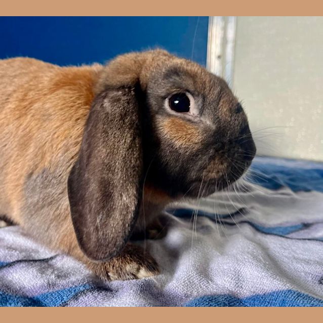 Photo of Snugz & Bugz