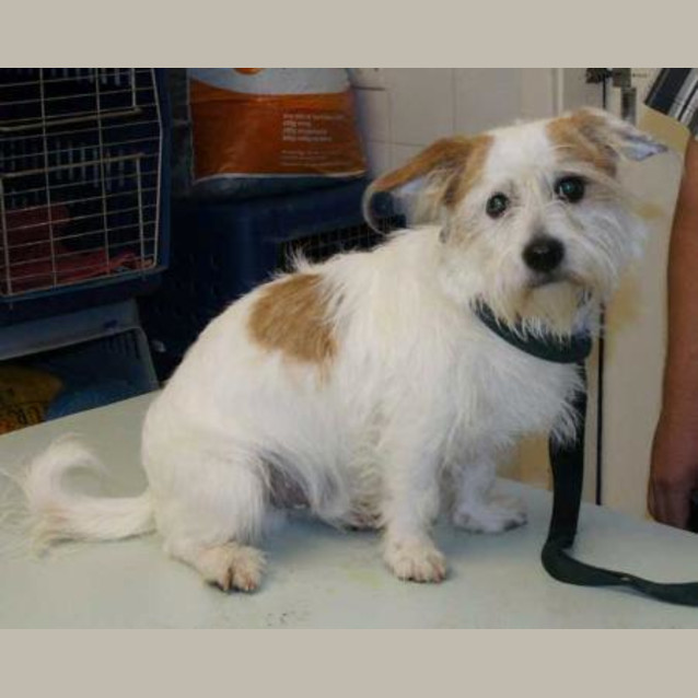 Photo of Spotty