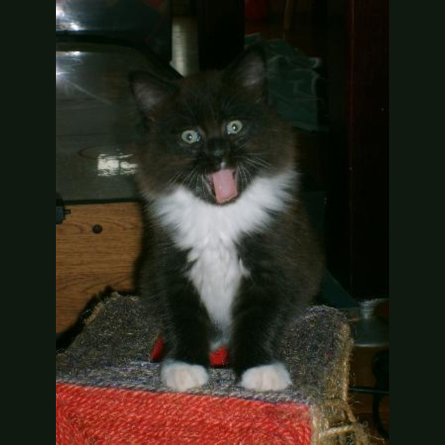 Photo of Jasper