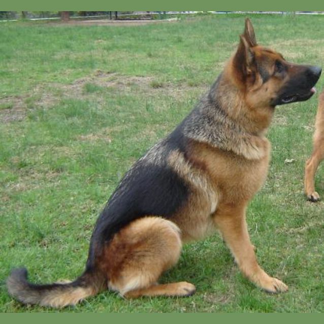 Photo of Diesel (On Hold)