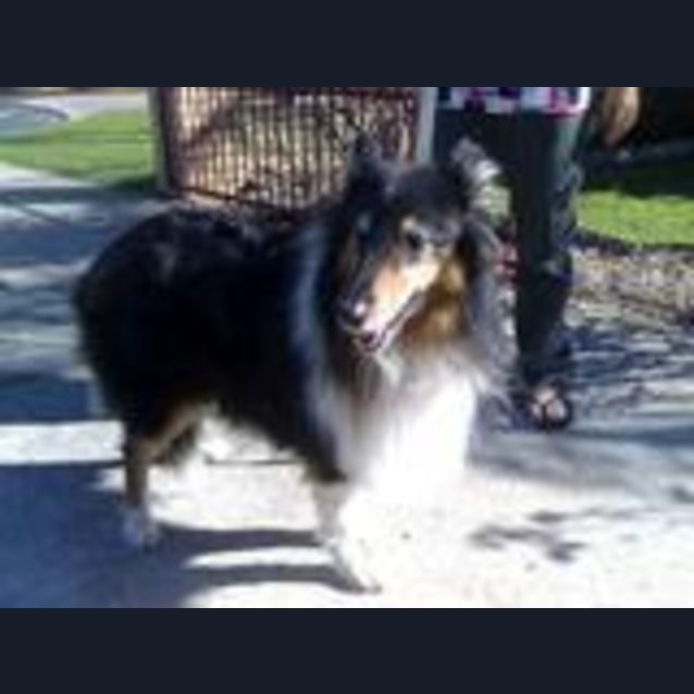 Photo of Harley   Is On Hold