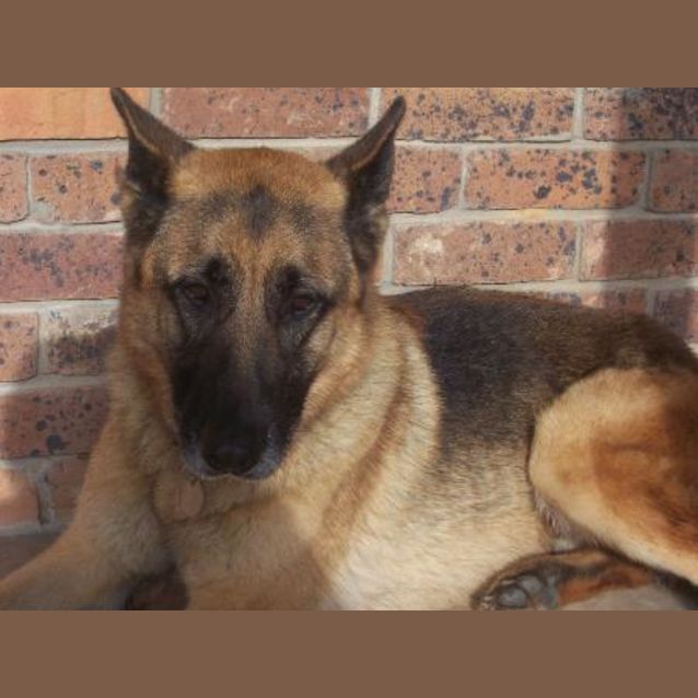 Photo of Rex ( On Hold Pending Adoption)