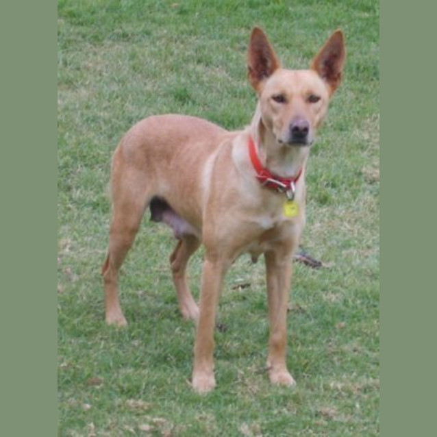 Photo of Honey
