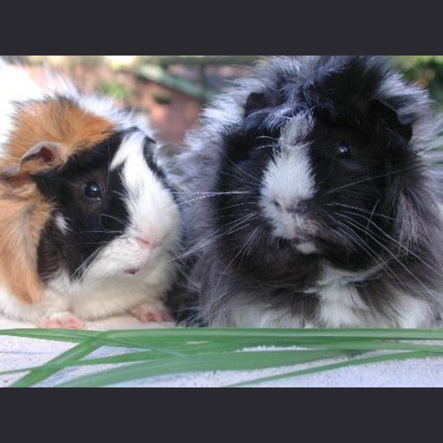 Photo of Tufty