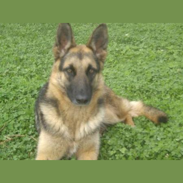 Photo of Xena (On Hold Pending Adoption)