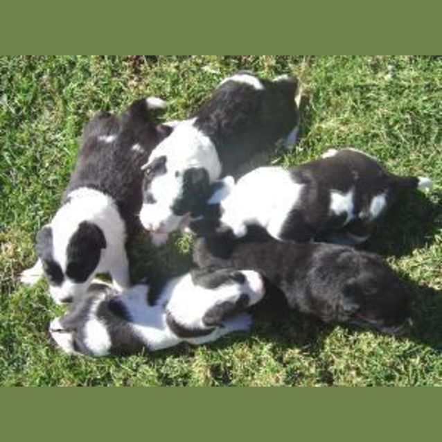 Photo of 5 X Border Collie X Labrador Puppies