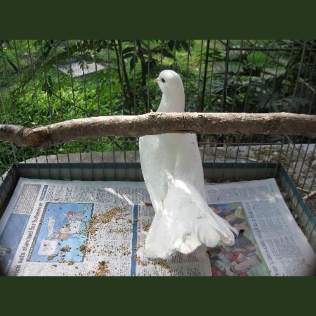 Photo of Fantail Pigeon