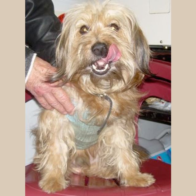 Photo of Yogi