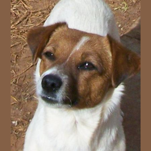 Photo of Teak Adopted