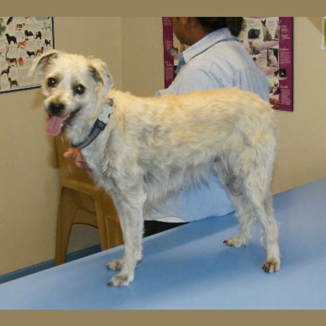 Photo of Wolfie