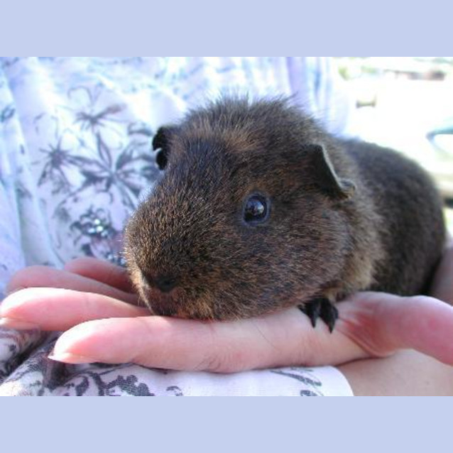 Photo of Pudding