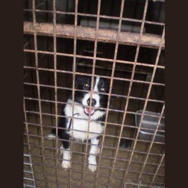 Photo of Pickles Urgent Pts Tuesday