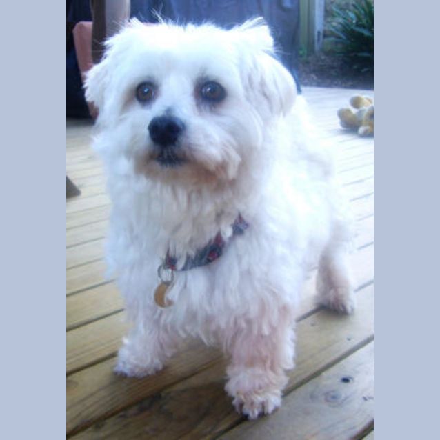 Photo of Cooper