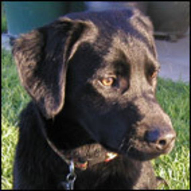 Photo of Philby