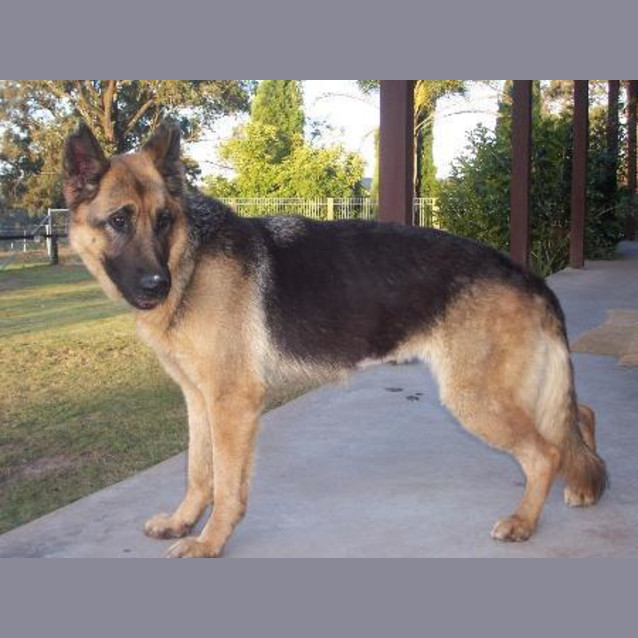 Photo of Candy (On Hold Pending Adoption)