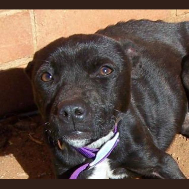 Photo of Allis Adopted