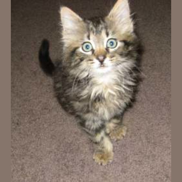 Photo of Gizmo