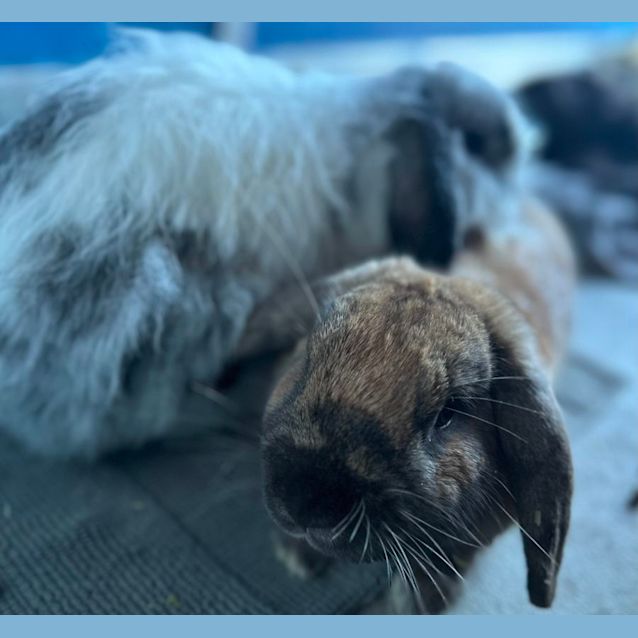 Photo of Snugz & Bugz