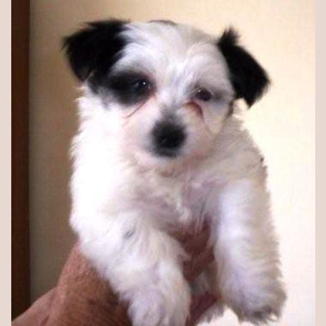 Photo of Penny   Trying A New Home
