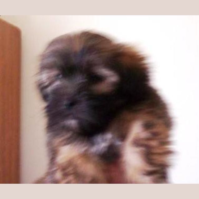 Photo of Petey
