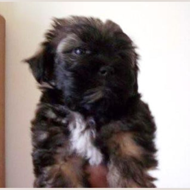 Photo of Pansy "I Am Trying A New Home"