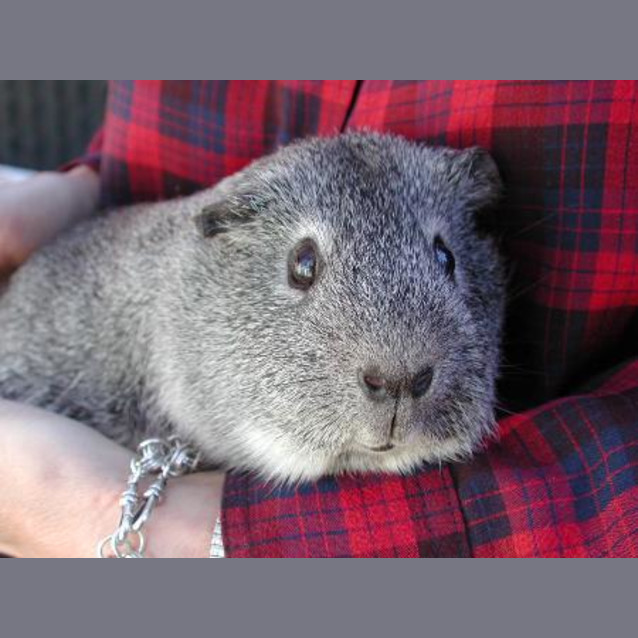 Photo of Bunny On Hold