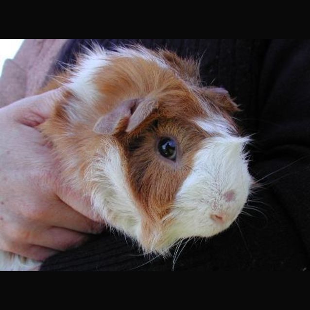 Photo of Caramel