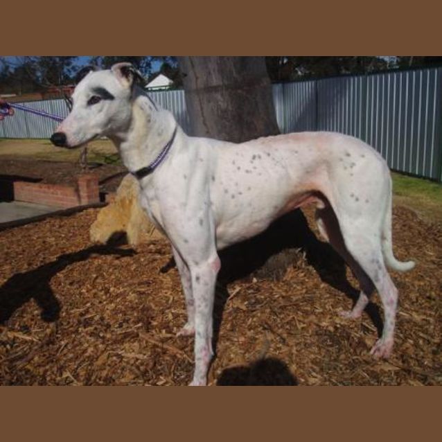Photo of Banjo