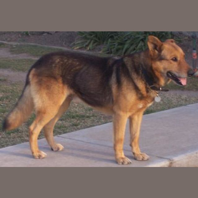 Photo of Brandy