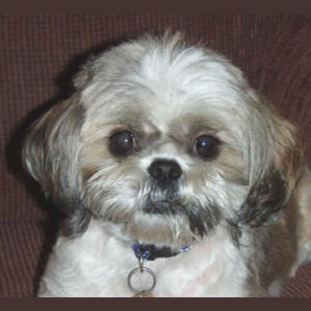 Photo of Muffin