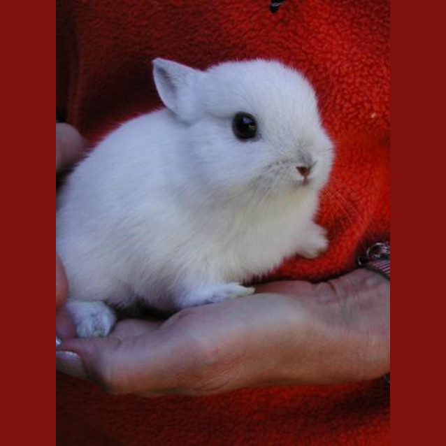 Photo of Snowflake